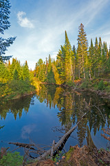 Calm Reflections in a Forest Stream