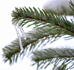 Tannenzweig mit Eiszapfen und Schnee