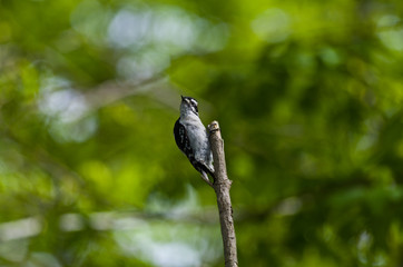 Downy Woodpecker