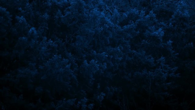 Big Bushy Trees On Stormy Night
