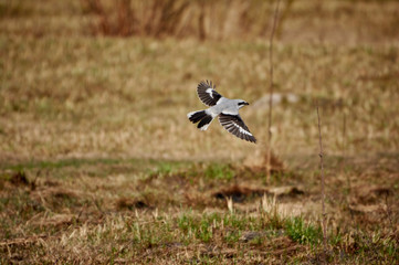  Bright Sunny day in the spring meadow. Bird Shrike in flight.