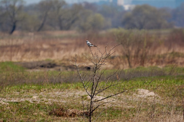 Obraz premium Bright Sunny day in the spring meadow. Bird Shrike sitting on the branches of a Bush.