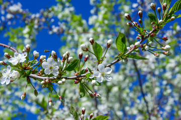 blooming flowers white branches spring cherry blossoms on blue sky background. above