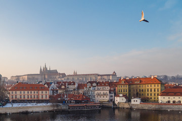 Mewa szybująca nad Pragą, Czechy. © fotozen