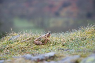 Obraz na płótnie Canvas Little frog in damp grass