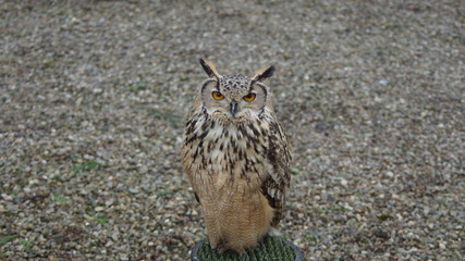 Tawny owl