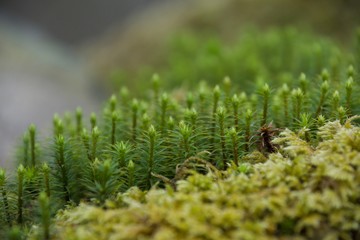 Macro shot of moss on a wall