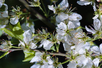 Blossoming apple branch in the spring garden
