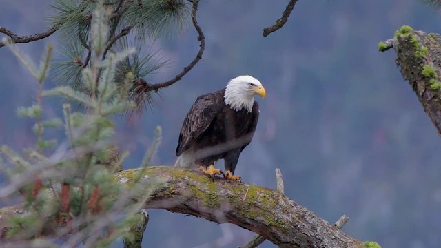 Bald eagle on a branch