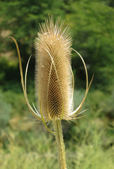 Fuller's teasel flower head
