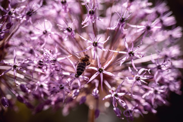 Bee collecting nectar on purple alum garlic flower. macro close-up. selective focus shot with shallow DOF