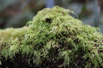moss on tree