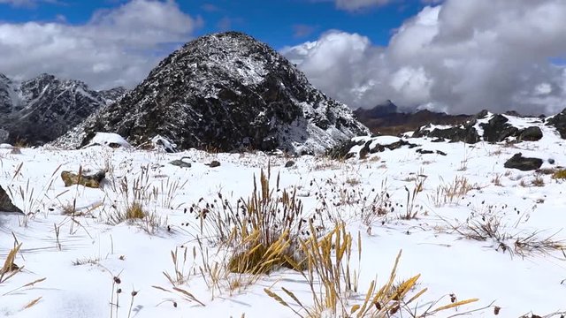 Beautiful alpaca (Vicugna pacos) a few days old born enduring the extreme temperatures of the Andean peaks after a snowfall. Huancayo - Peru.