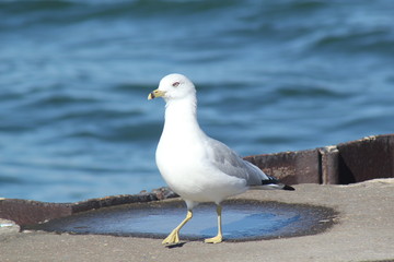 Seagull