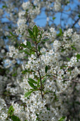 white flowers of cherri tree in spring