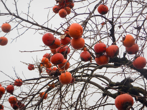 Persimmons hanging from the branch of the tree