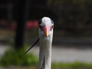 Obraz premium portrait of a heron