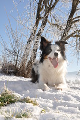 border collie liegt im winter im Schnee unter blauem Himmel, border collie lying in snow under blue sky in winter