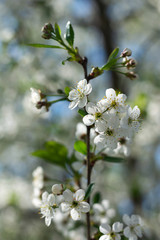 Cherry Blossom Spring,Cherry branch with blooming white flowers