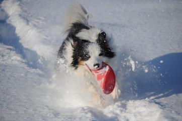 Border Collie im Winter im Schnee mit Frisbee spielend