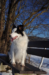 border collie im winter unter blau Himmel auf einer bank sitzend, border collie sitting on a bench in winter under blue sky