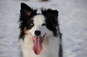 Porträt portrait von einem Border Collie im Schnee im Winter, portrait of a border collie in winter in snow
