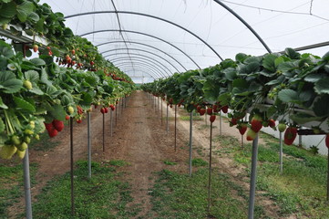 The beautiful strawberry in Greenhouse