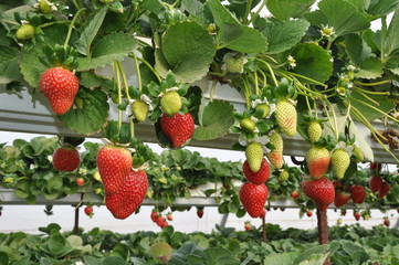 The beautiful strawberry in Greenhouse