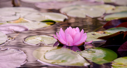 water lily flowers during blossoming