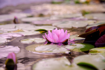 water lily flowers during blossoming