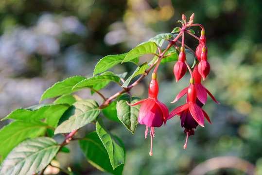 Fuchsia flowers during blossoming