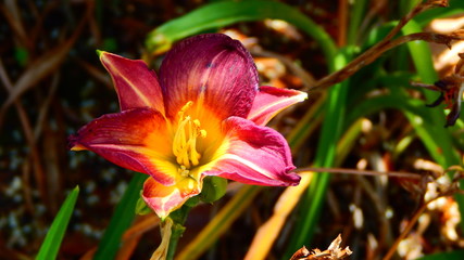 Orquídea Amazónica Púrpura