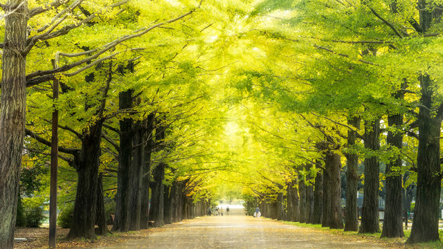 autumn colors of Naruko Gorge in Japan and nice blue and cloud background