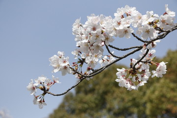 桜