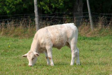 Obraz na płótnie Canvas white cow eating green grass in enclosure field