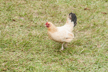 farm animals, hen in natural environment