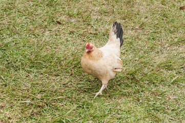 farm animals, hen in natural environment