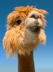 lama portrait on blue sky vertical funny animal close up © Jacques Durocher