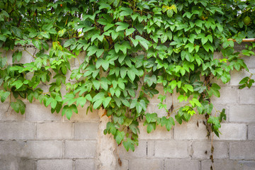 Fototapeta na wymiar Plant growth on wall / Green leaf vine plant cover wall brick concrete