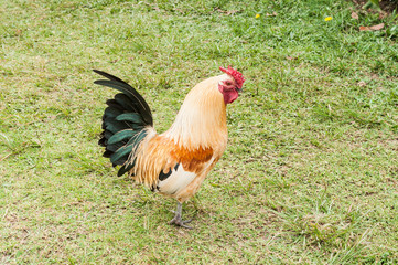 Fototapeta premium farm animals, rooster in natural environment