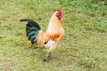 farm animals, rooster in natural environment