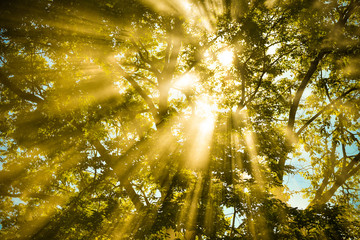 sunlight shine through warm autumn forest / light through the mist fog and trees summer sunshine