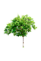 Fototapeta na wymiar Isolated trees with clipping path on white background use for decoration architecture website , magazine and advertisement.
