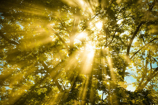 sunlight shine through warm autumn forest / light through the mist fog and trees summer sunshine