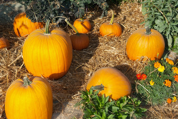 pumpkins on straw at fall for halloween or thanksgiving