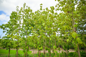 Forest Teak Tree / The agricultural of Plantation field Teak tree green leaf