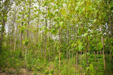 Field Teak Tree / The agricultural of Plantation Teak forest tree green leaf in countryside area