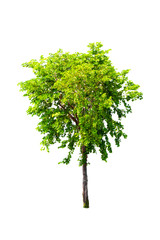 Fototapeta premium Isolated trees with clipping path on white background use for decoration architecture website , magazine and advertisement.