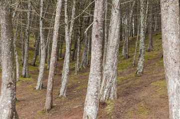 Pine forest, trees in the forest