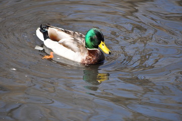 Obraz premium Here I come duck